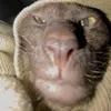 fwdogr