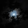 mula.moon