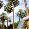 alhasa_14
