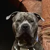 king041bull
