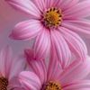 mylovelyshope_