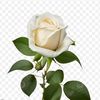 yanie.2624