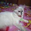 corina.elmido