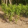 kumbang_jalang329