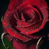user92cghzdfss