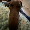 long_nosed_cricket