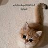 al_reem491