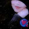 akarsanaalyn.01