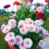 shamshiransari320