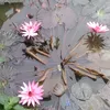 nur_aulaf