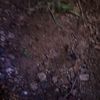ger__baga4018
