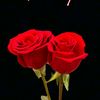 user6252119371431
