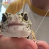 vamous__