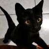 el.gato.sabino