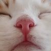 cat.koko