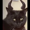 blackbeautyfreddie