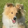 thatsheltie.elvis