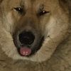 lickitstickit1
