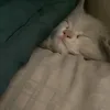 tmbttnwm4