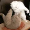 lemojuice_