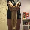 carissaryann