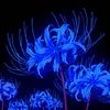 dainblue