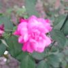satya_643