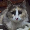 dinnorino