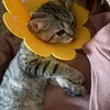 ngphtrng_