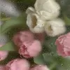 tr_gph