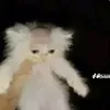 sillyfunsoapcuttingslime