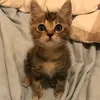 deppachann_12