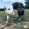 Gallinas camperas
