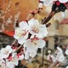 totopink42