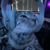 00_kotek_00