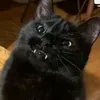 ilavilei