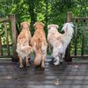 tennesseegoldenboys
