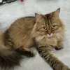 kucinusin