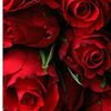 nihal.molla.olu