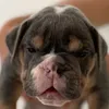 grumpypuppys111