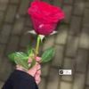hebaal97