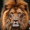 al_lord0