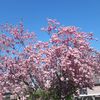 maress_00