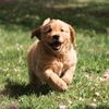Pacha and Bucket the Goldens