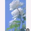 user3zz31wyecd