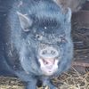 kibo_cerdito