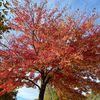 redrubygrandma