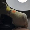 pthdgvj