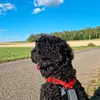 nickisanimals