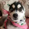 cruella_pomsky